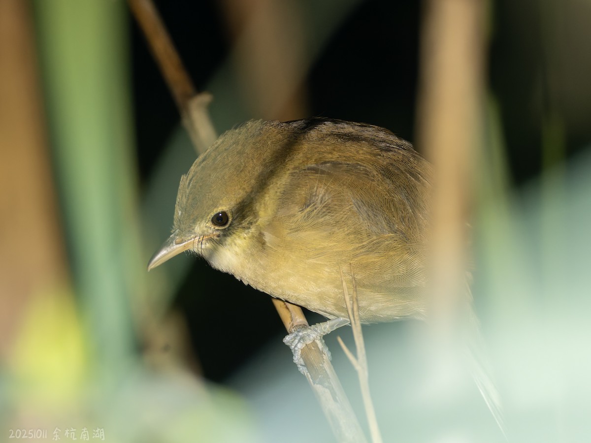 Thick-billed Warbler - ML643692067
