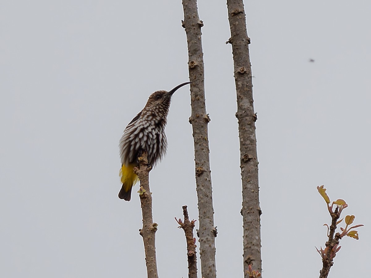 Whitehead's Spiderhunter - ML643692069