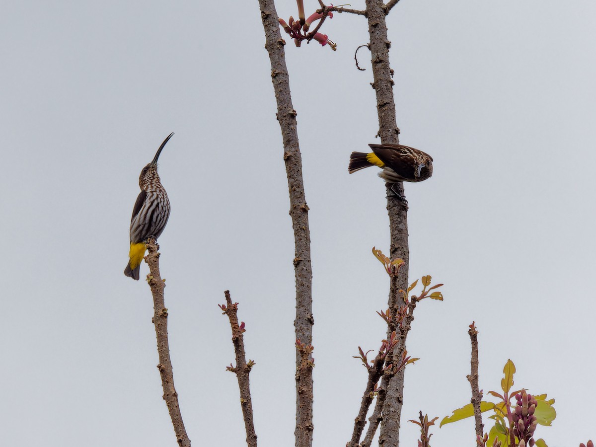 Whitehead's Spiderhunter - ML643692070