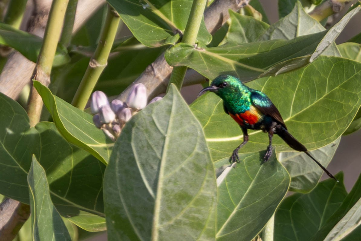 Beautiful Sunbird - ML643692071
