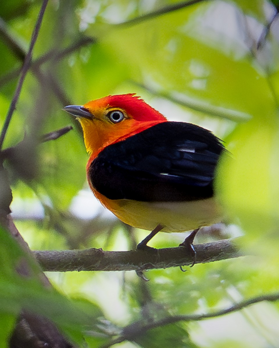 Band-tailed Manakin - ML643692080
