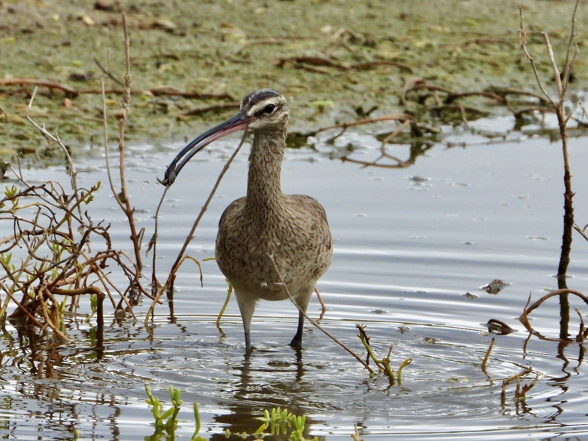 Hudsonian Whimbrel - ML643692105