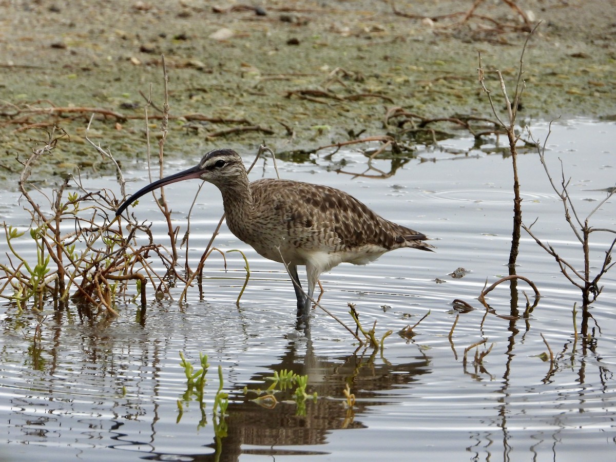 Hudsonian Whimbrel - ML643692106