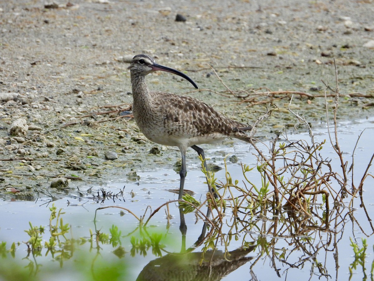 Hudsonian Whimbrel - ML643692107