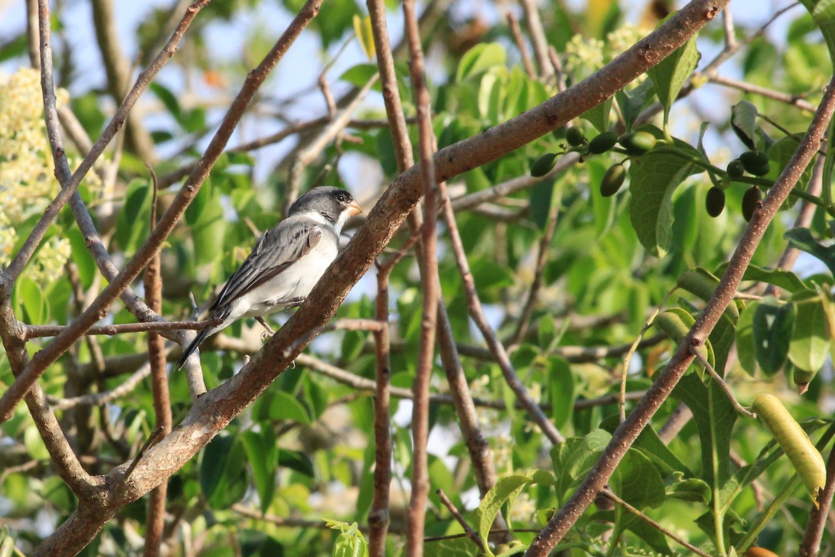 White-throated Seedeater - ML643692112