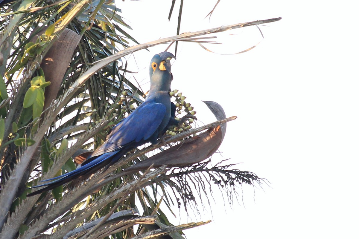 Indigo Macaw - ML643692115