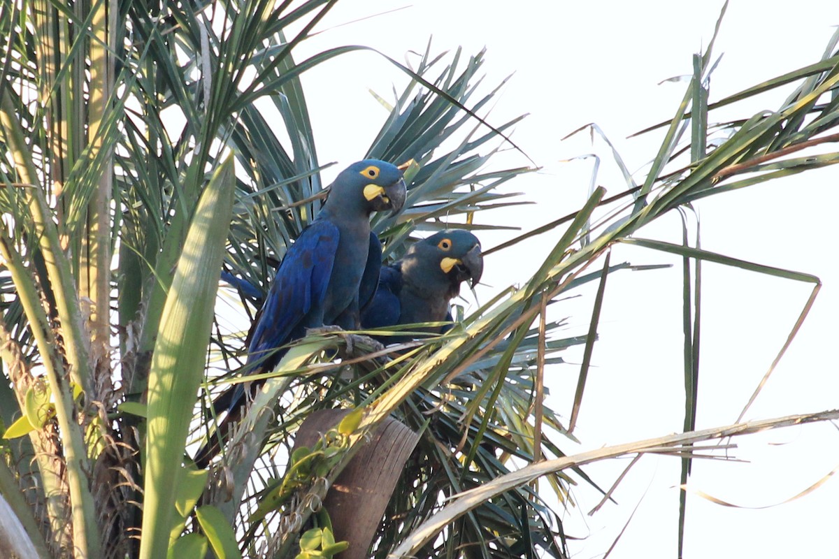 Indigo Macaw - ML643692116