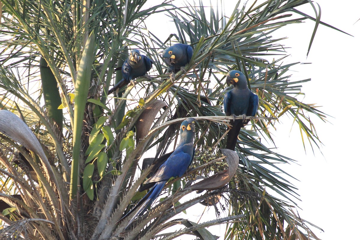 Indigo Macaw - ML643692117