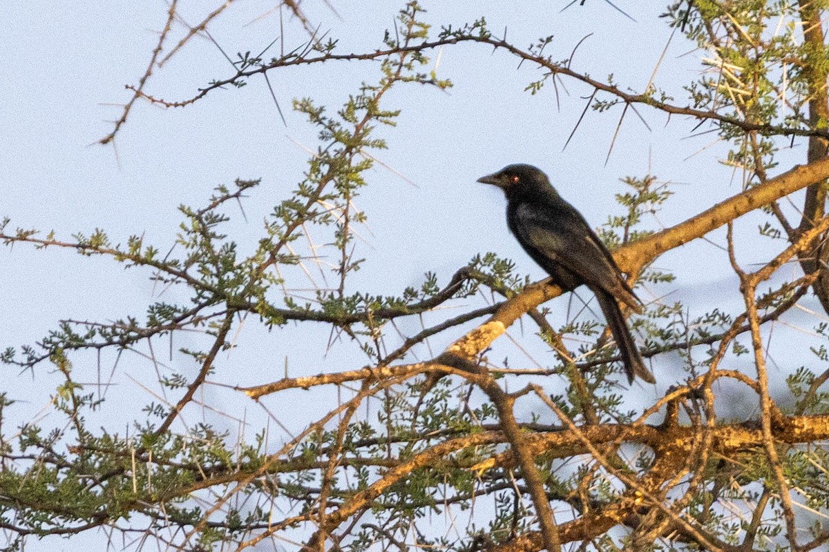 drongo africký - ML643692118
