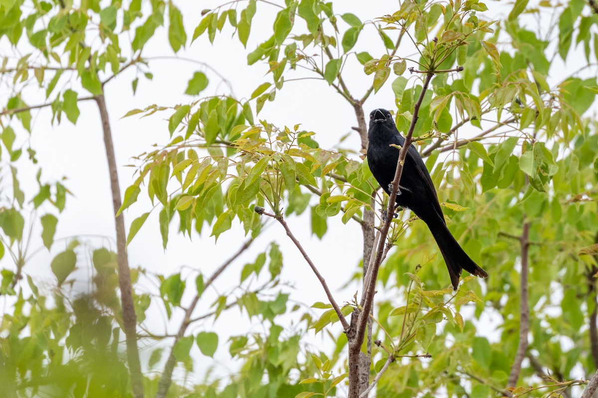 drongo africký - ML643692133