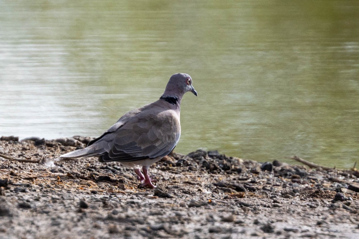 klagedue - ML643692146