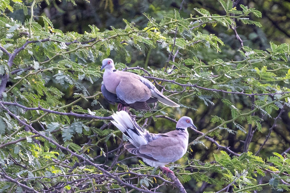 klagedue - ML643692147