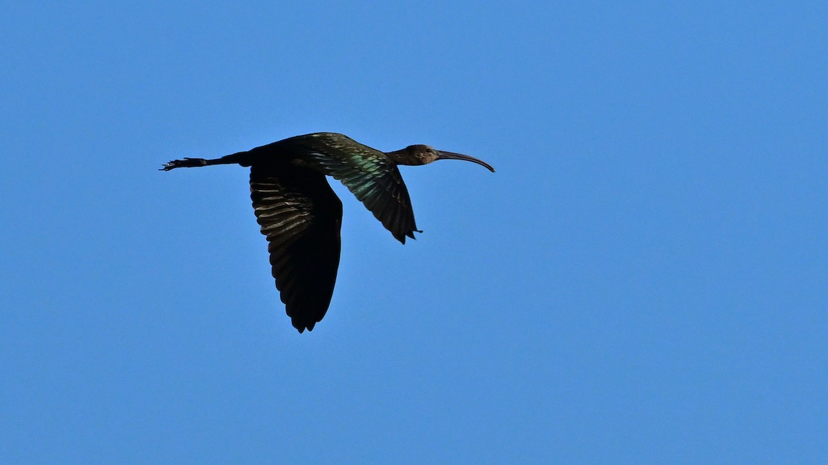 Ibis à face blanche - ML643692153