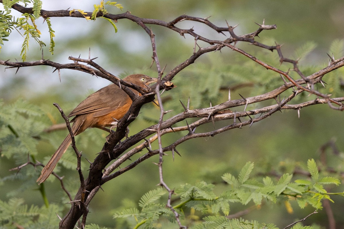 Rufous Chatterer - ML643692158