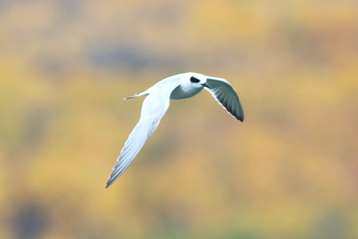 Forster's Tern - ML643692169