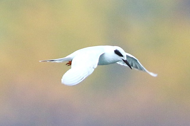 Forster's Tern - ML643692170