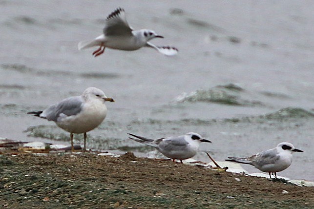 Forster's Tern - ML643692171