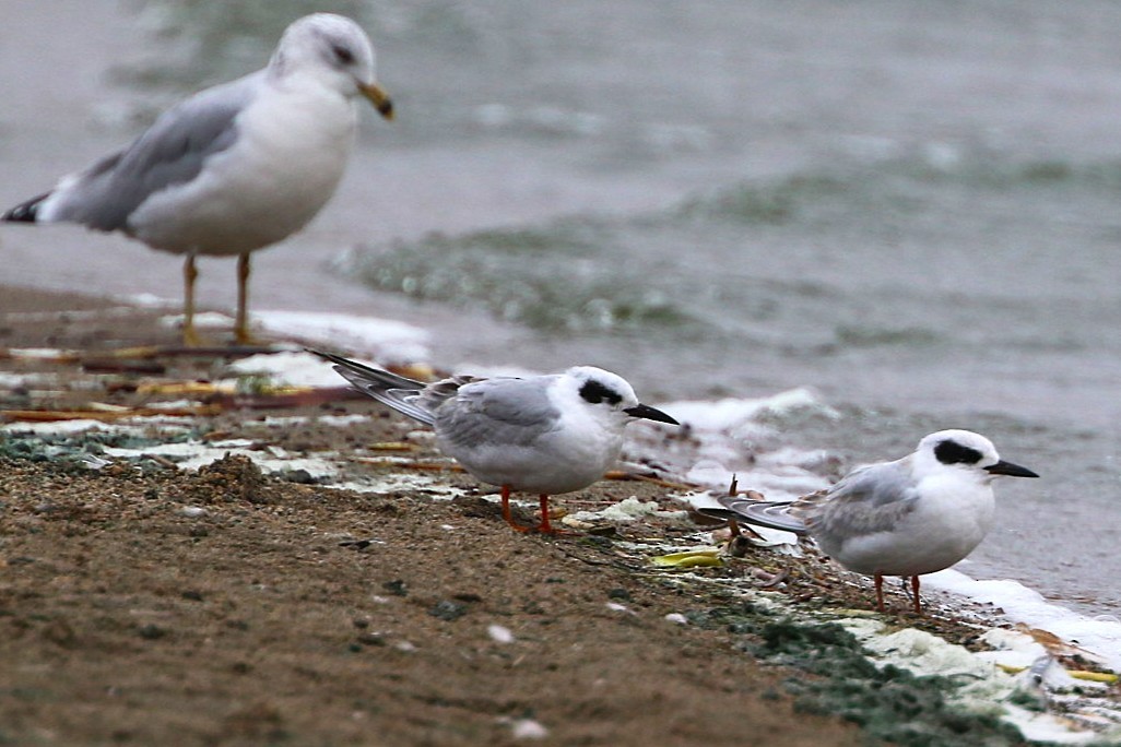 Forster's Tern - ML643692172