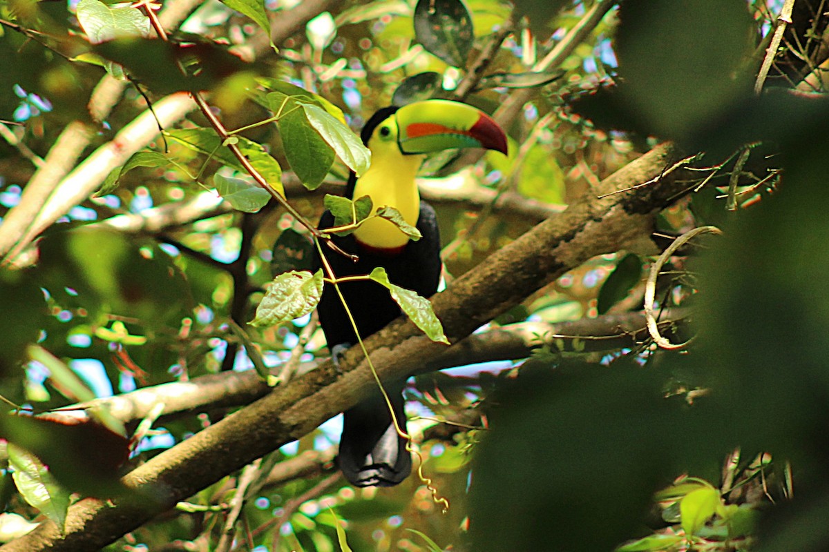 Keel-billed Toucan - ML643692174