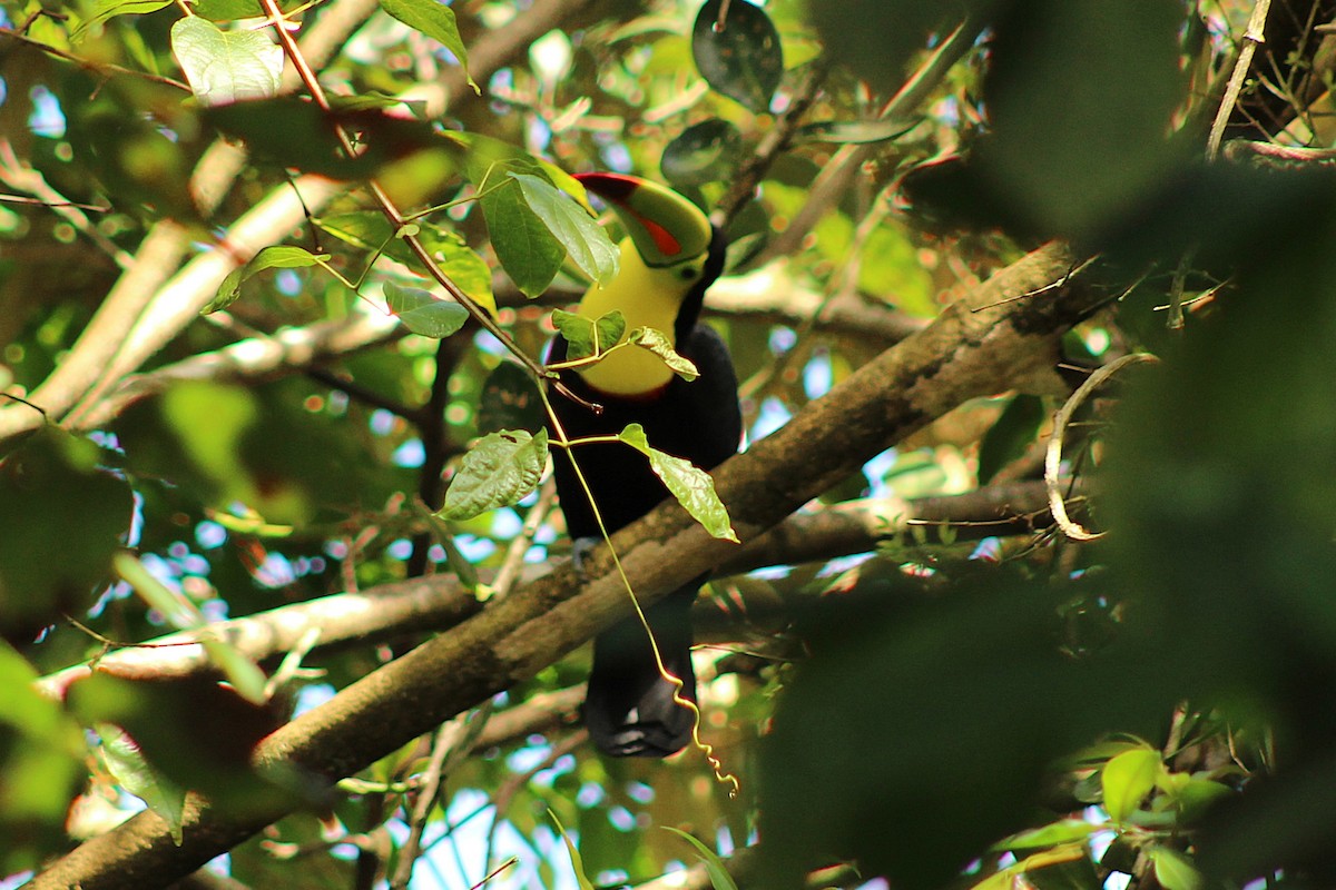 Keel-billed Toucan - ML643692175