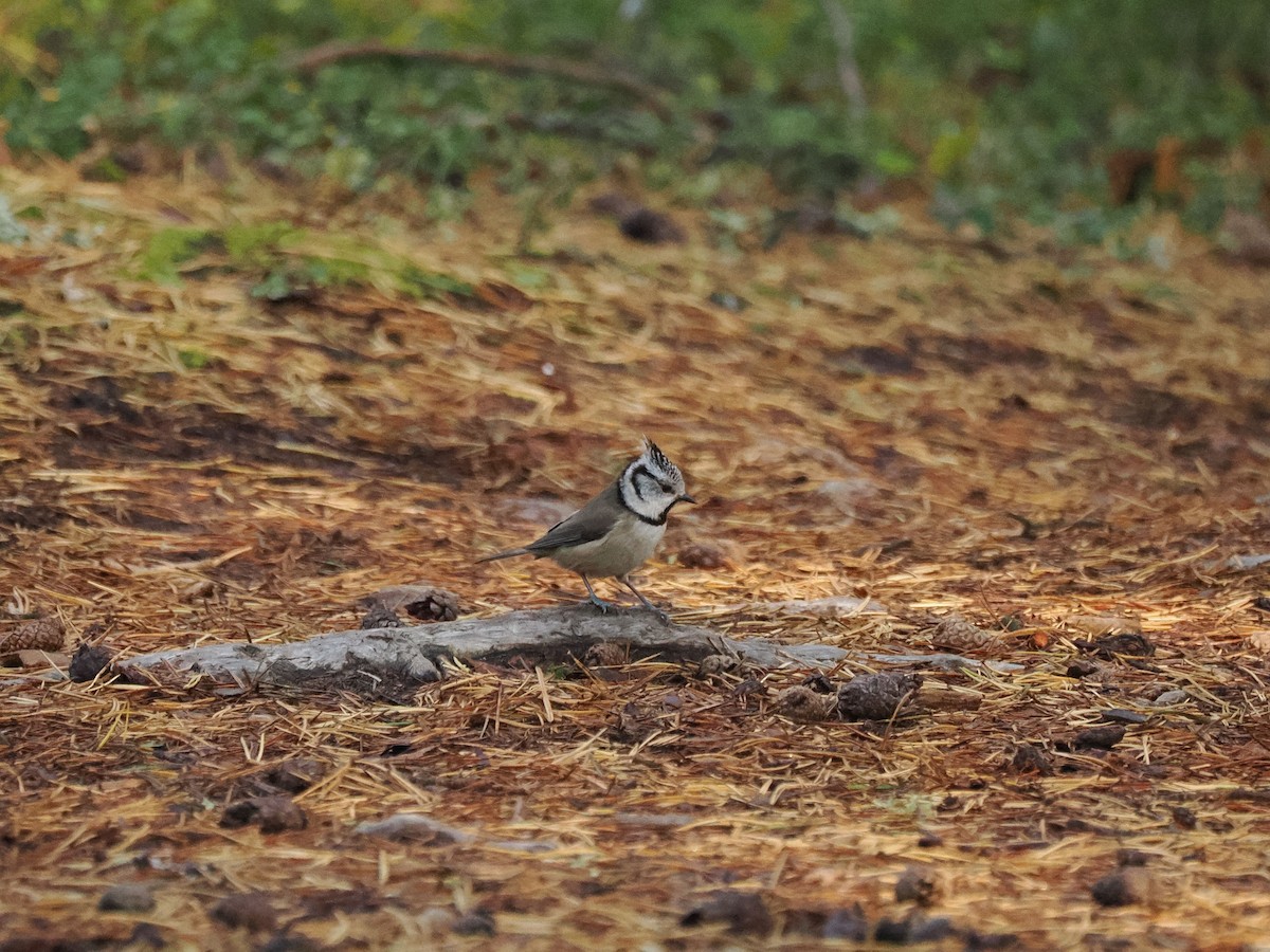 Mésange huppée - ML643692181