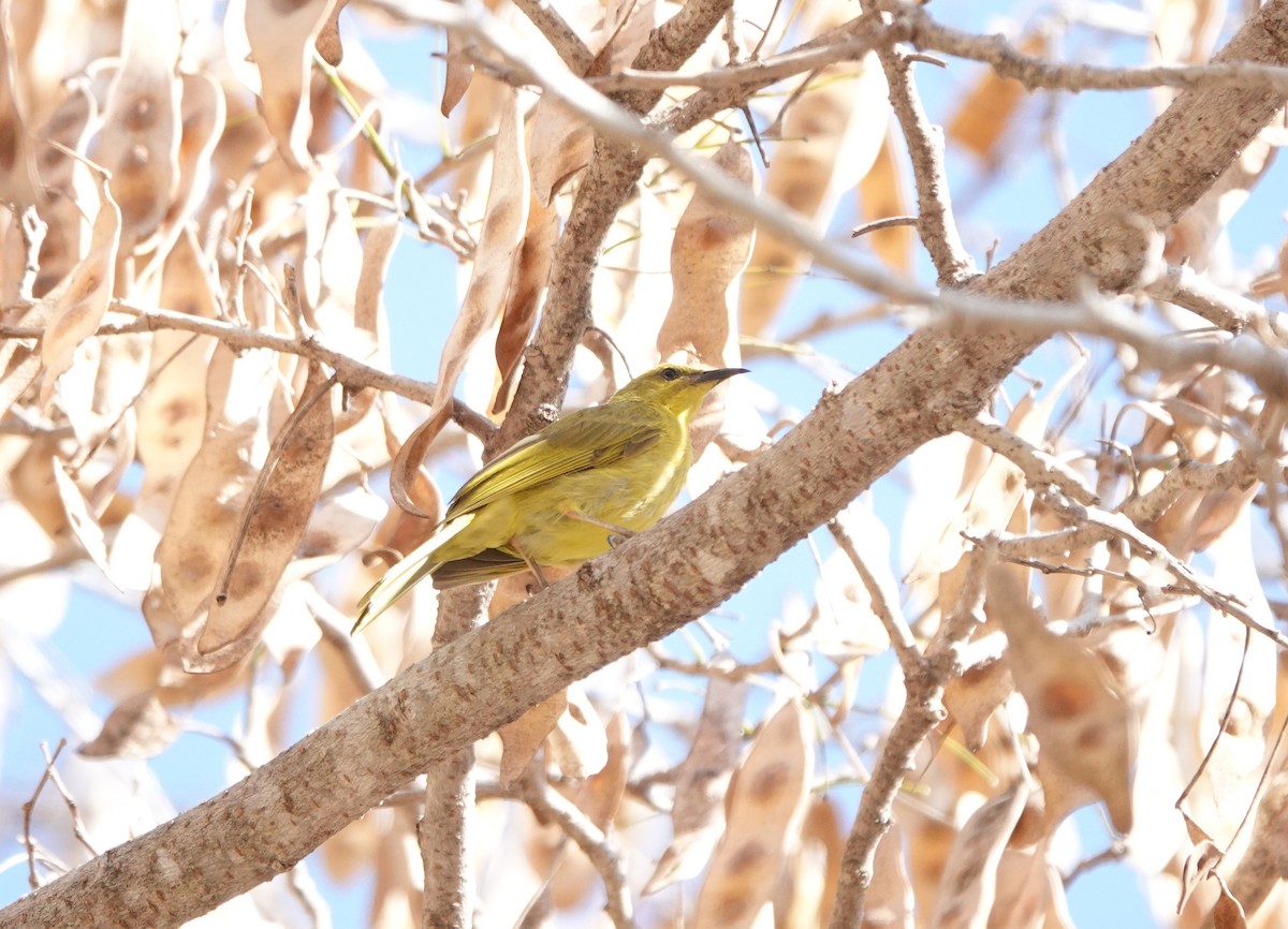 Yellow Honeyeater - ML643692184