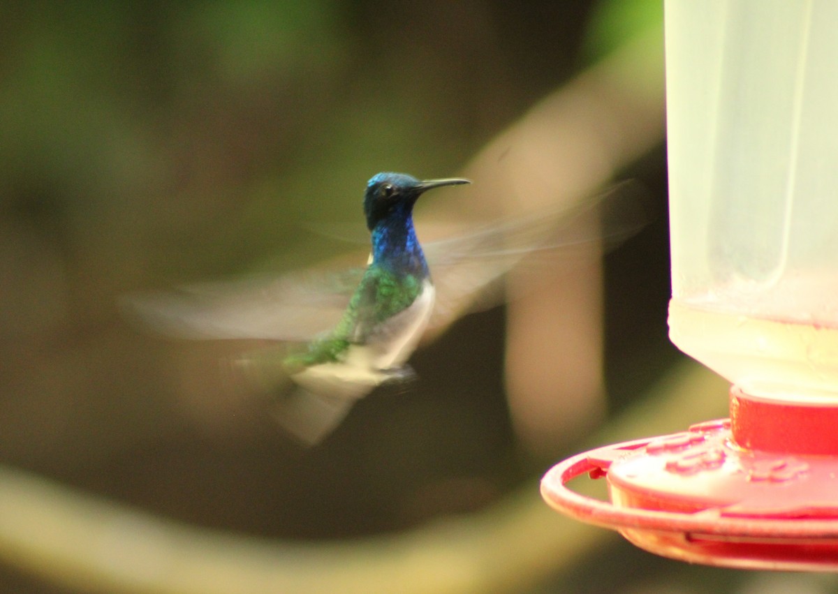 Colibri jacobin - ML643692190