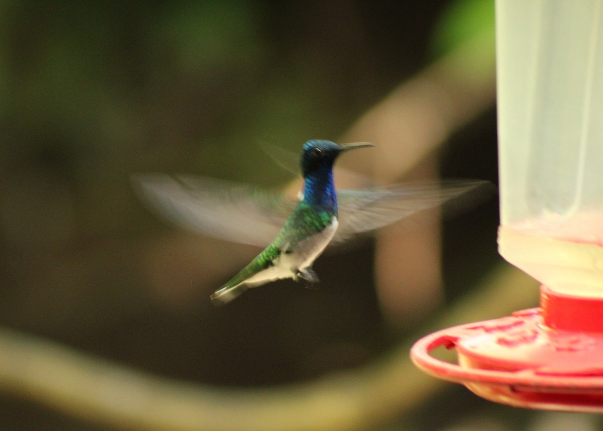 Colibri jacobin - ML643692191