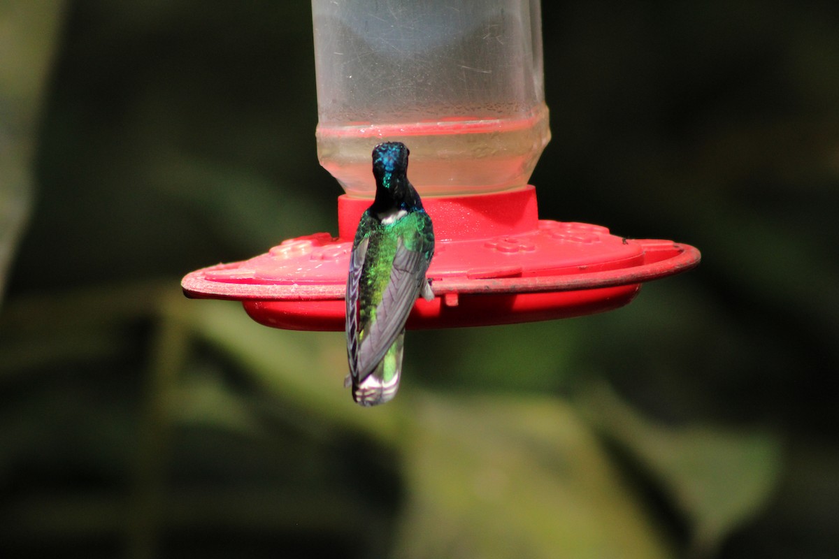 Colibri jacobin - ML643692192