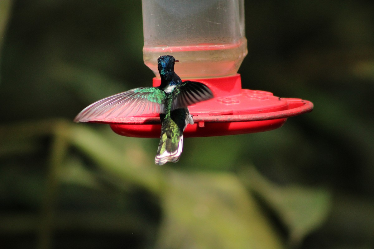 Colibri jacobin - ML643692193