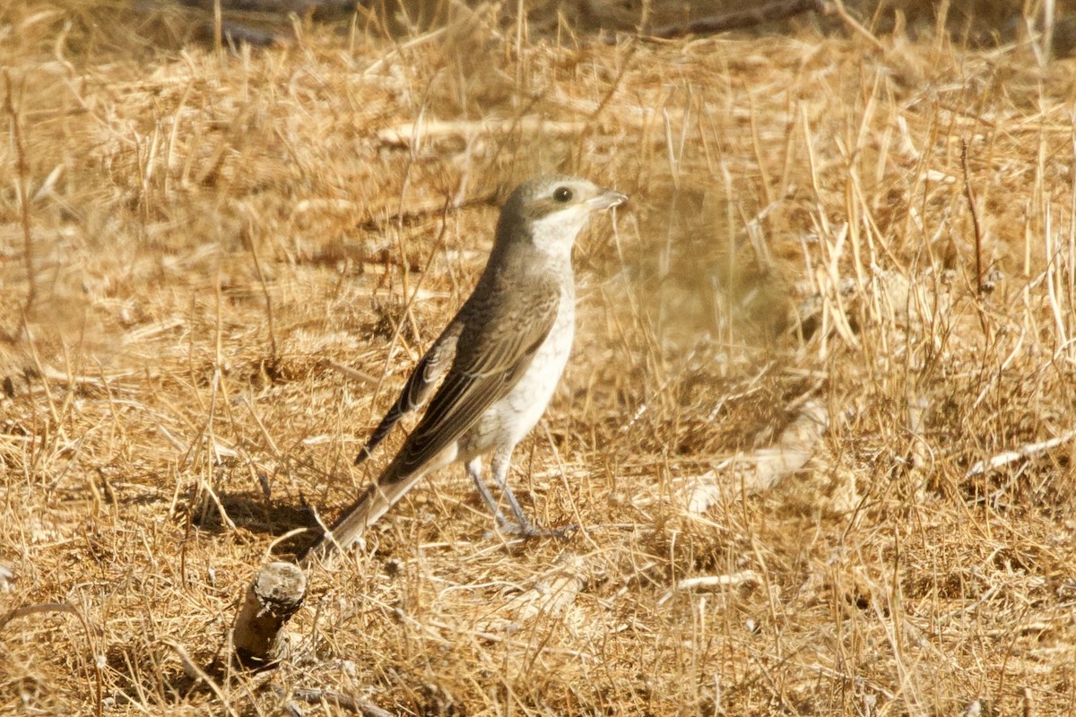 セアカモズ - ML643692216