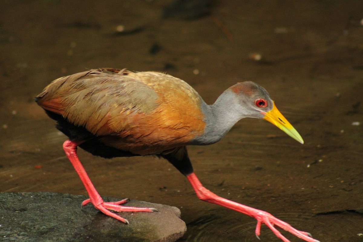 Russet-naped Wood-Rail - ML643692221