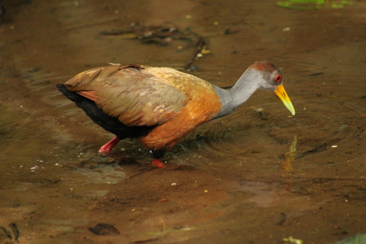 Russet-naped Wood-Rail - ML643692222
