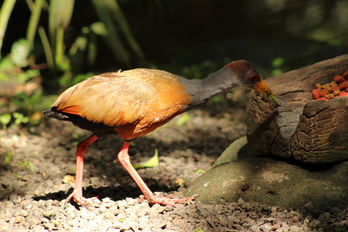 Russet-naped Wood-Rail - ML643692223