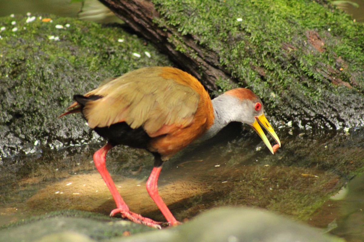 Russet-naped Wood-Rail - ML643692224