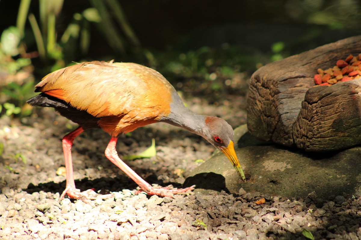 Russet-naped Wood-Rail - ML643692225