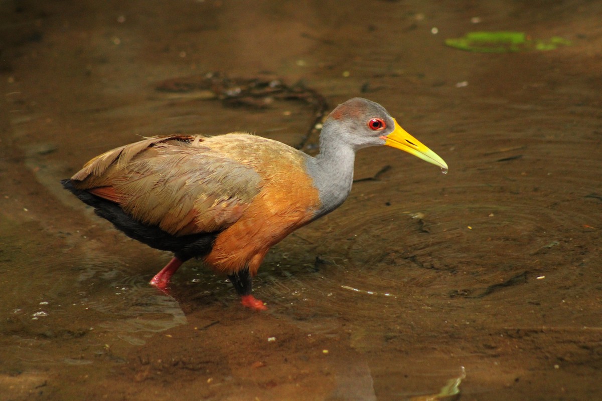 Russet-naped Wood-Rail - ML643692226