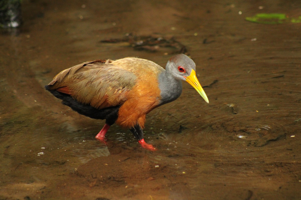 Russet-naped Wood-Rail - ML643692227