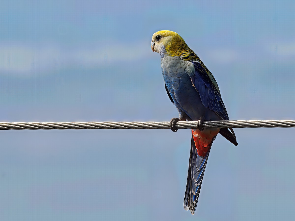 Pale-headed Rosella - ML643692230