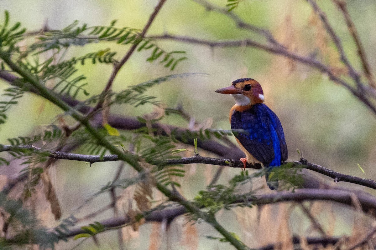 African Pygmy Kingfisher - ML643692267