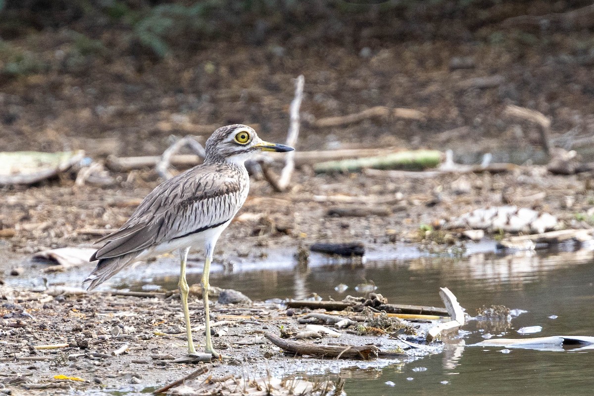 Лежень річковий - ML643692281