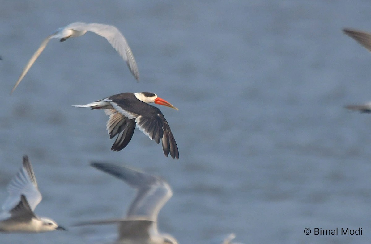 Indian Skimmer - ML643692285