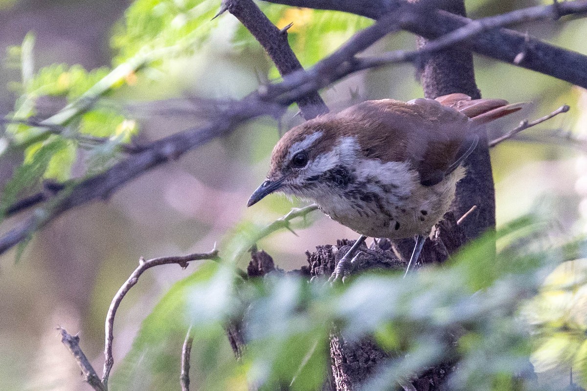 Spotted Morning-Thrush - ML643692305