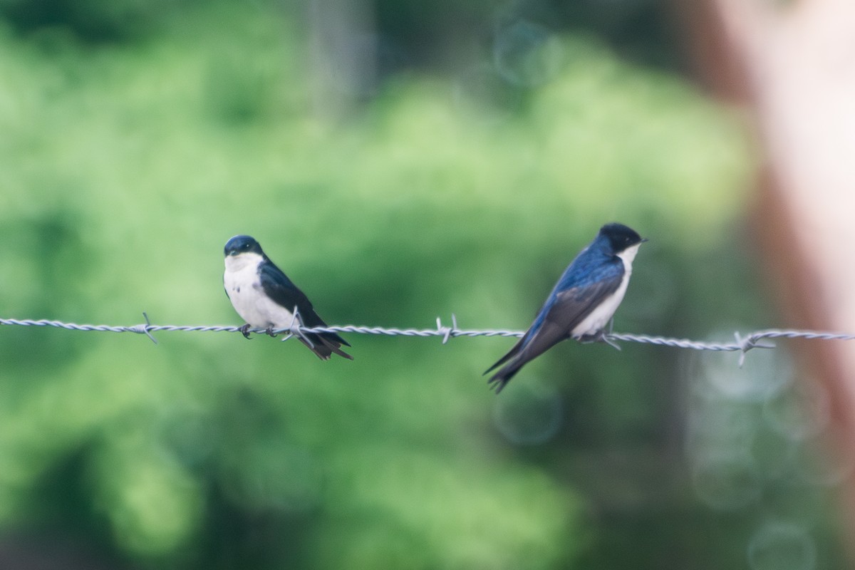 Blue-and-white Swallow - ML643692314