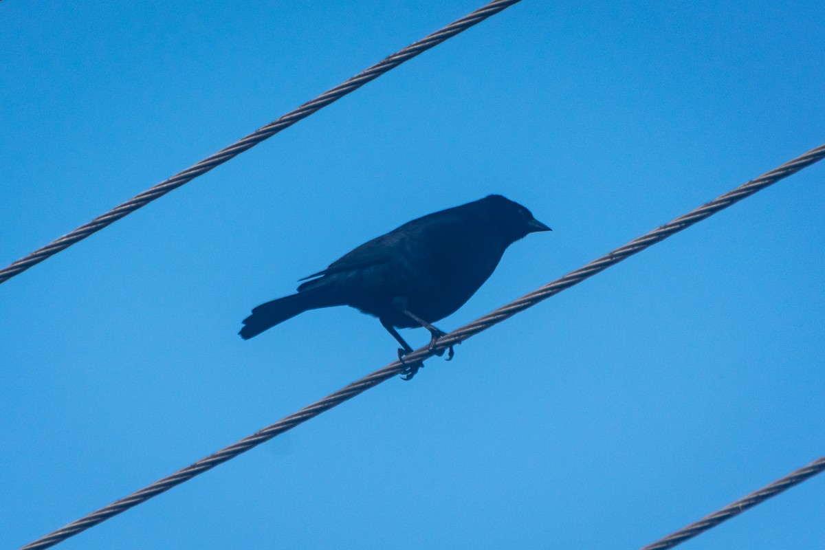 Shiny Cowbird - ML643692319