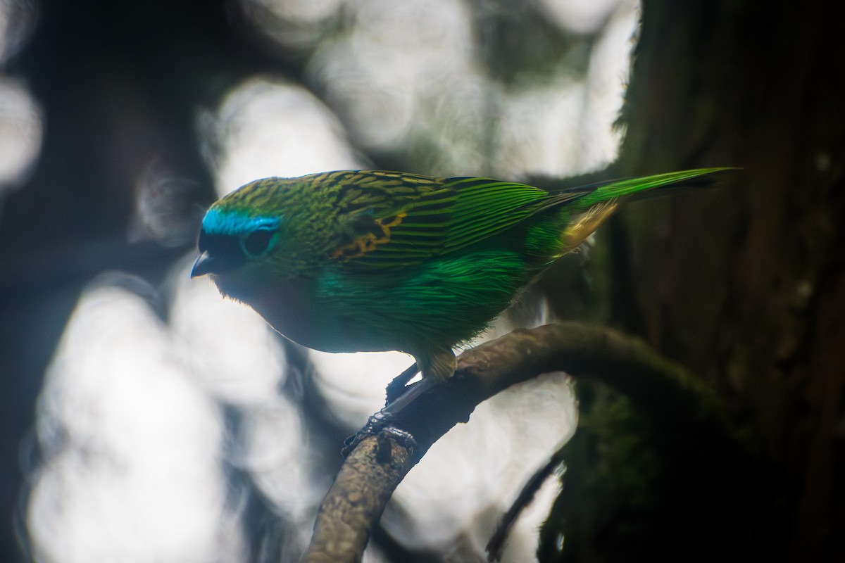 Brassy-breasted Tanager - ML643692325