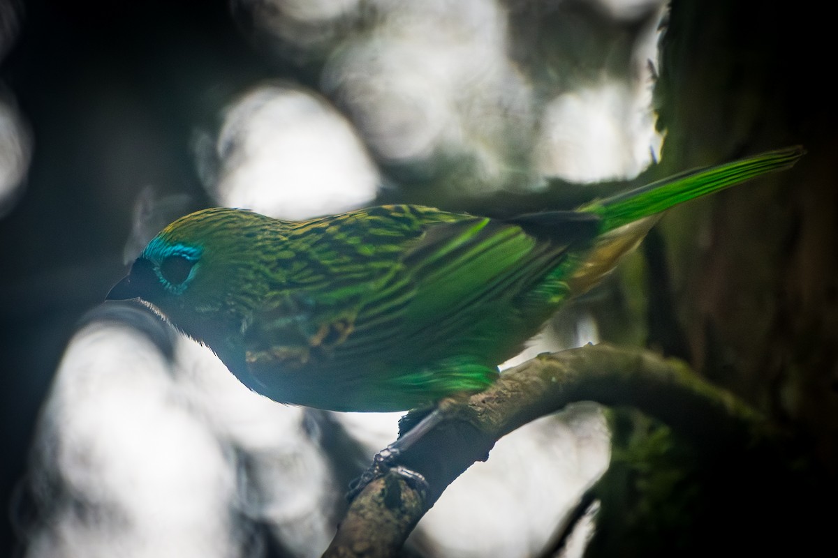 Brassy-breasted Tanager - ML643692326