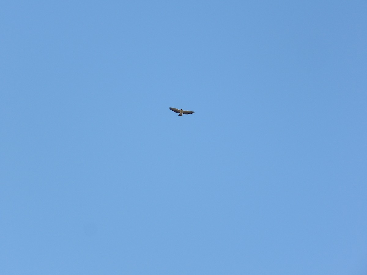 Short-tailed Hawk - ML643692330