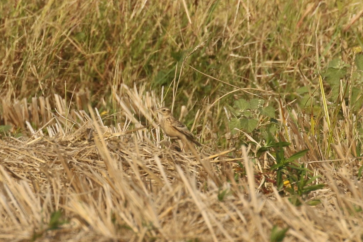 Oriental Skylark - ML643692332
