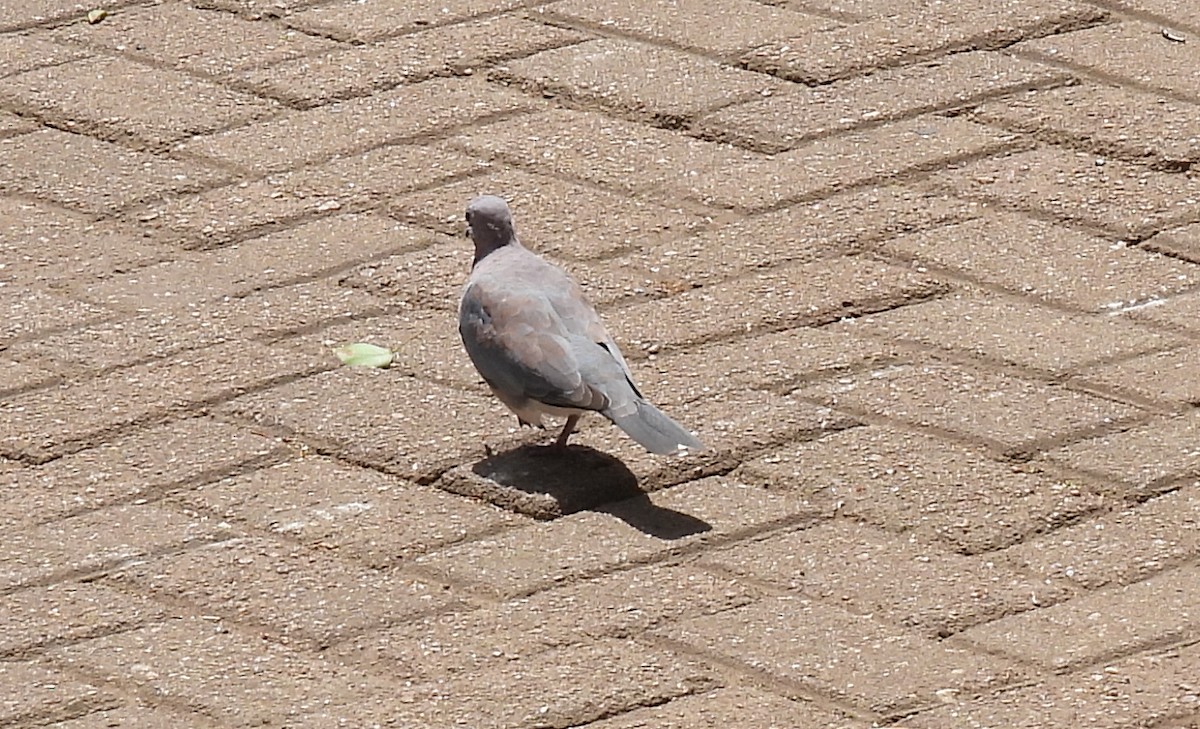 Laughing Dove - ML643692334